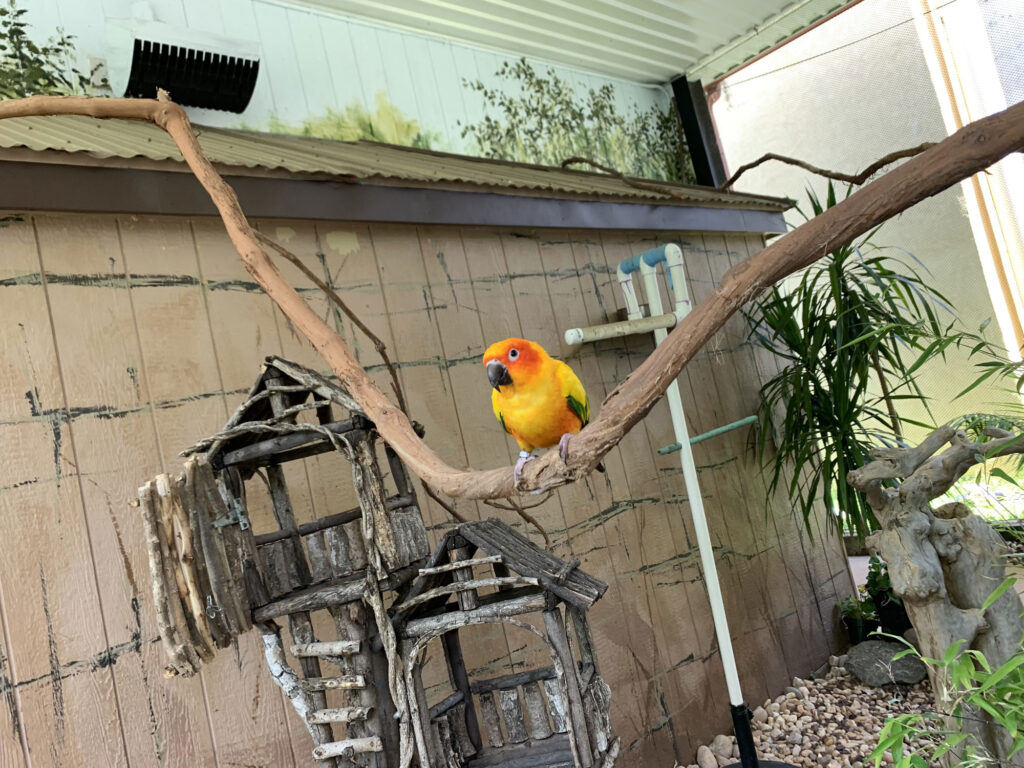 yellow bird sitting on a branch in the Birds of Paradise exhibit at Elmwood Park Zoo