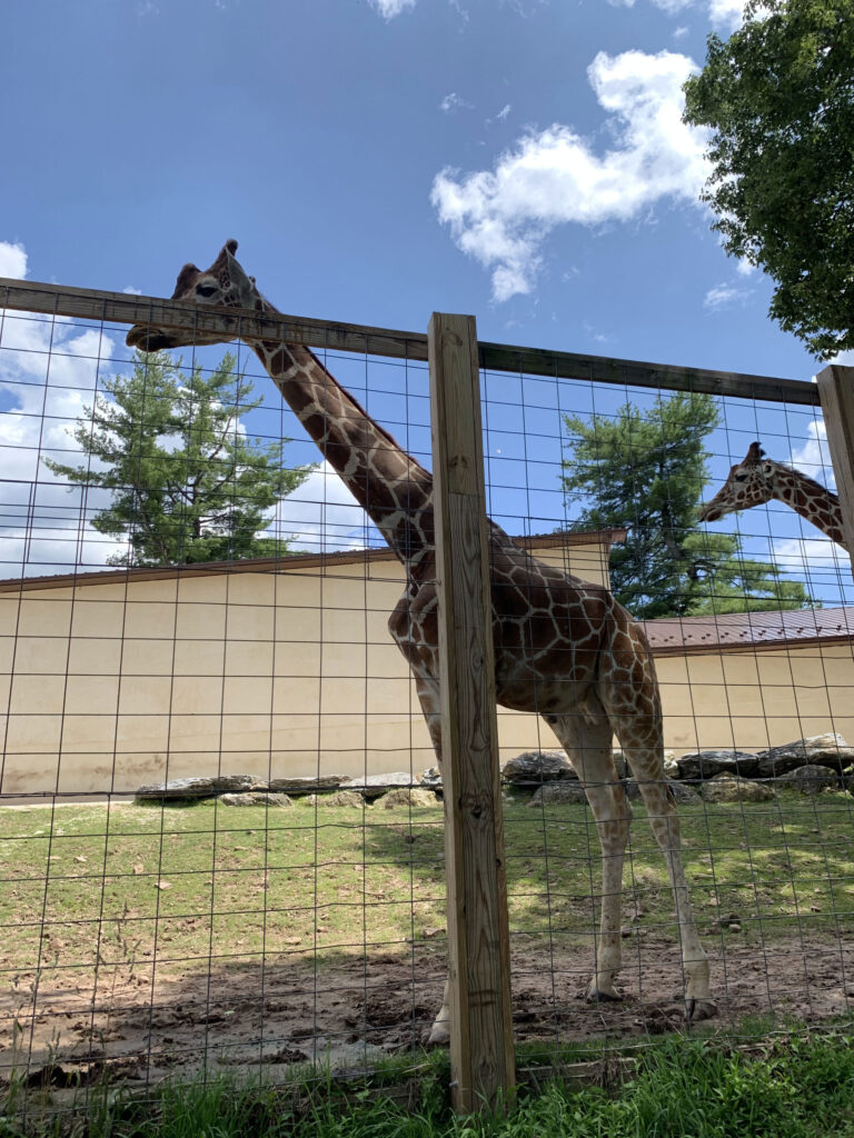 giraffe stands by a fence at the Elmwood Park Zoo