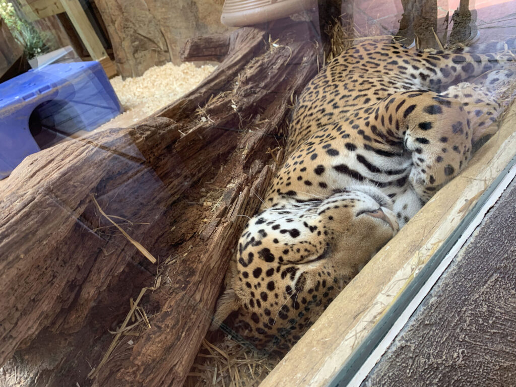 jaguar laying next to a glass window at Elmwood Park Zoo