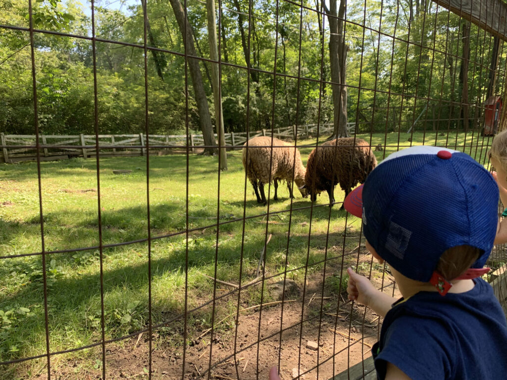 sheep in an enclosure at Story Book Forest in Idlewild