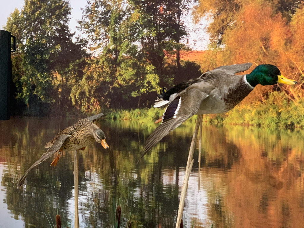stuffed mallard ducks shown in a diorama display depicting them "flying" in a fall scene