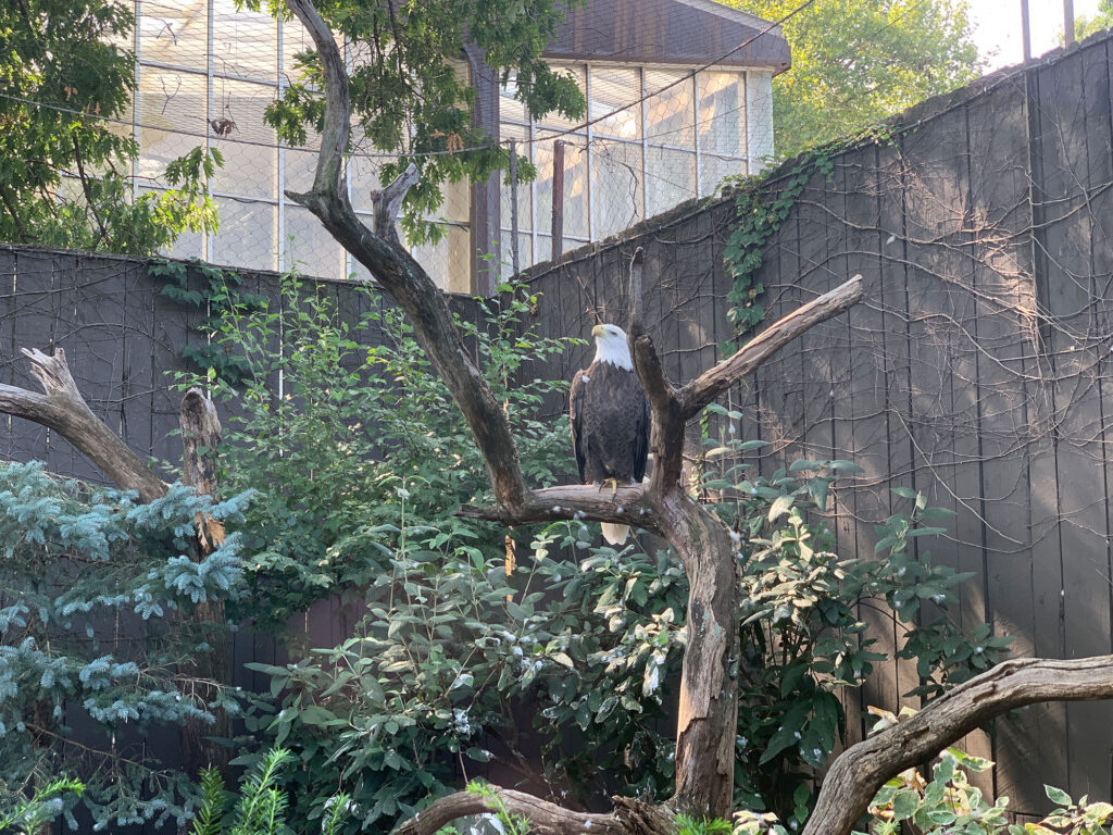 Bald eagle perched in a tree at the National Aviary