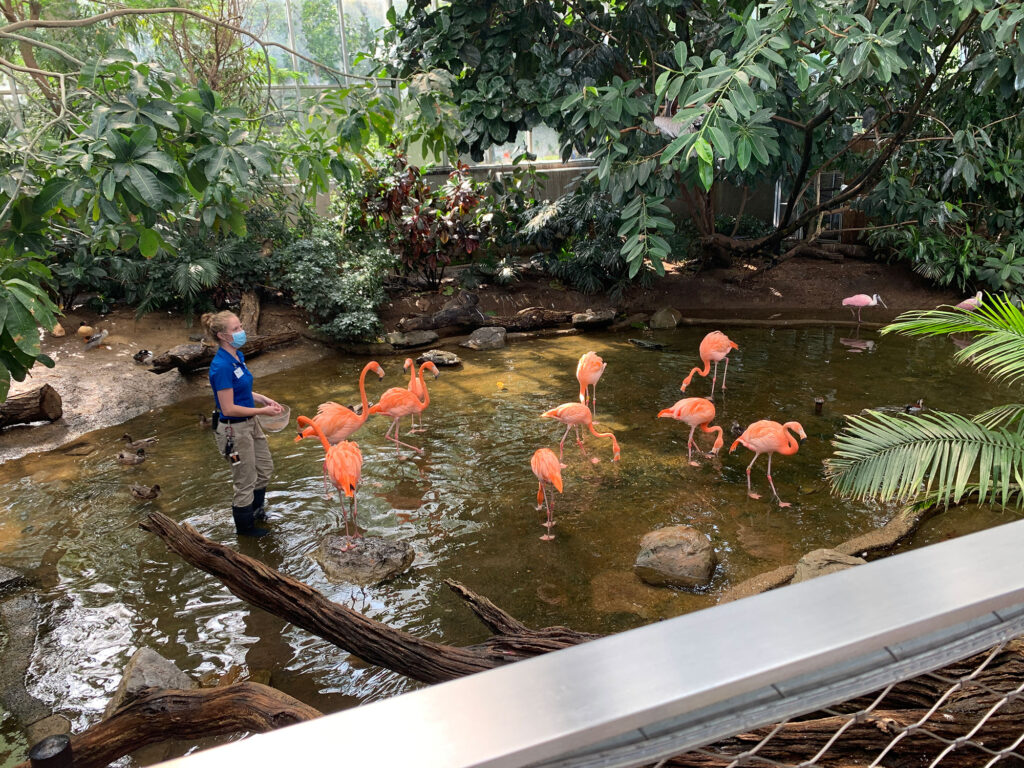 Flamingos being fed by a trainer at the National Aviary in Pittsburgh