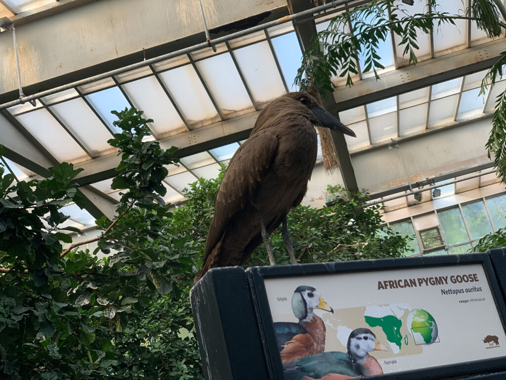 hamerkop perched on a sign inside the National Aviary