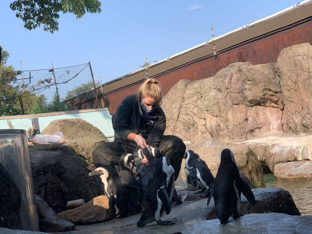 handler feeding penguins at the National Aviary