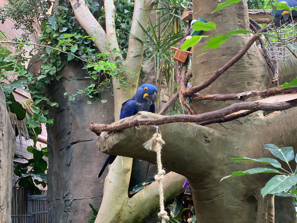 blue bird sitting on a branch in the tropical rainforest exhibit at the National Aviary