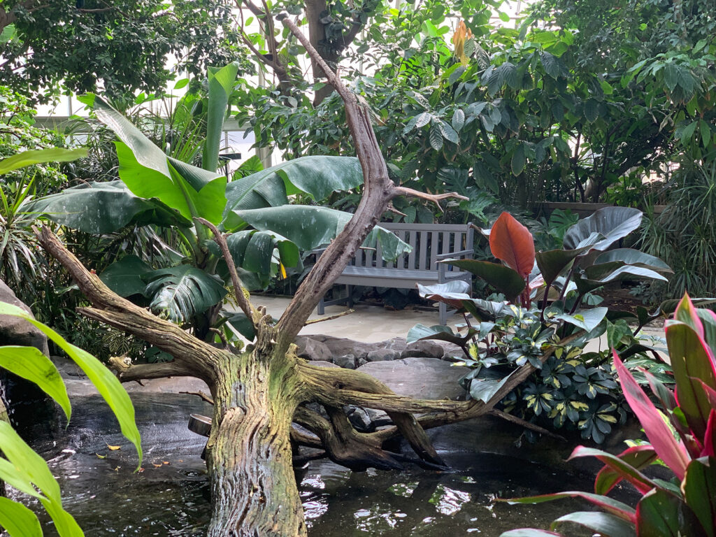 red bird sitting on a branch in the tropical wetlands exhibit of the National Aviary