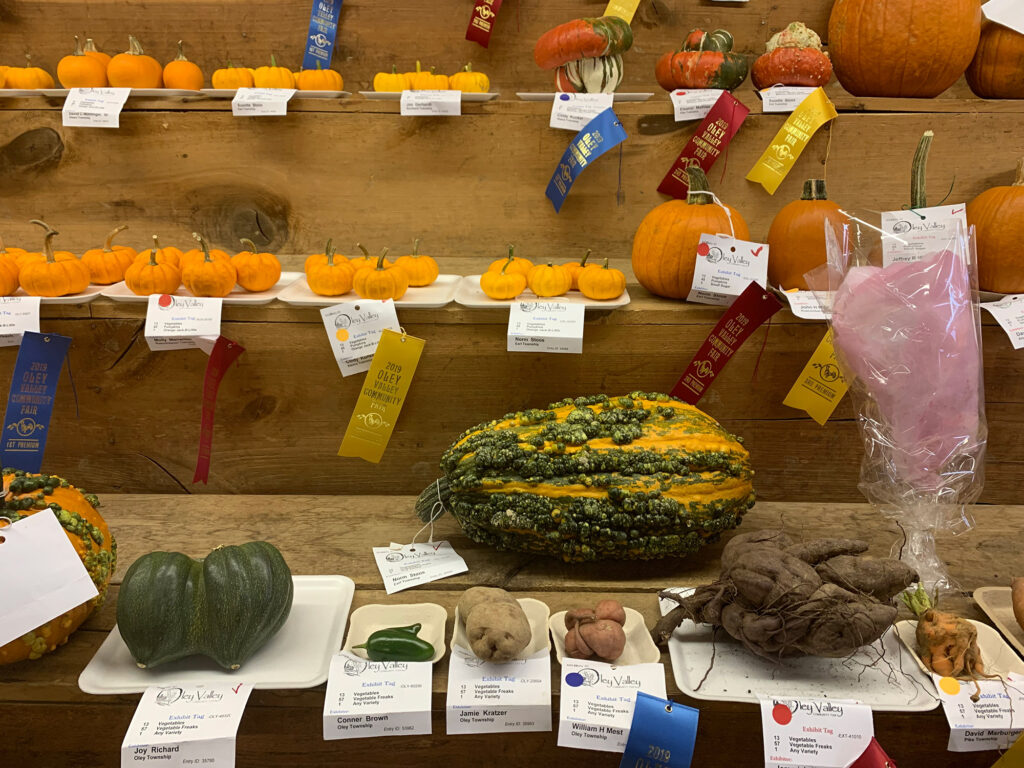 prize-winning pumpkins and gourds on wooden shelves