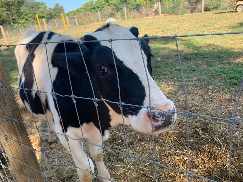 cow looking through a fence at the Paulus Farm MArket