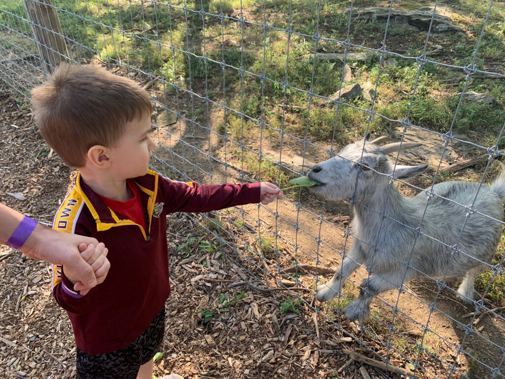 young child feeding a goat at the Paulus Farm Market