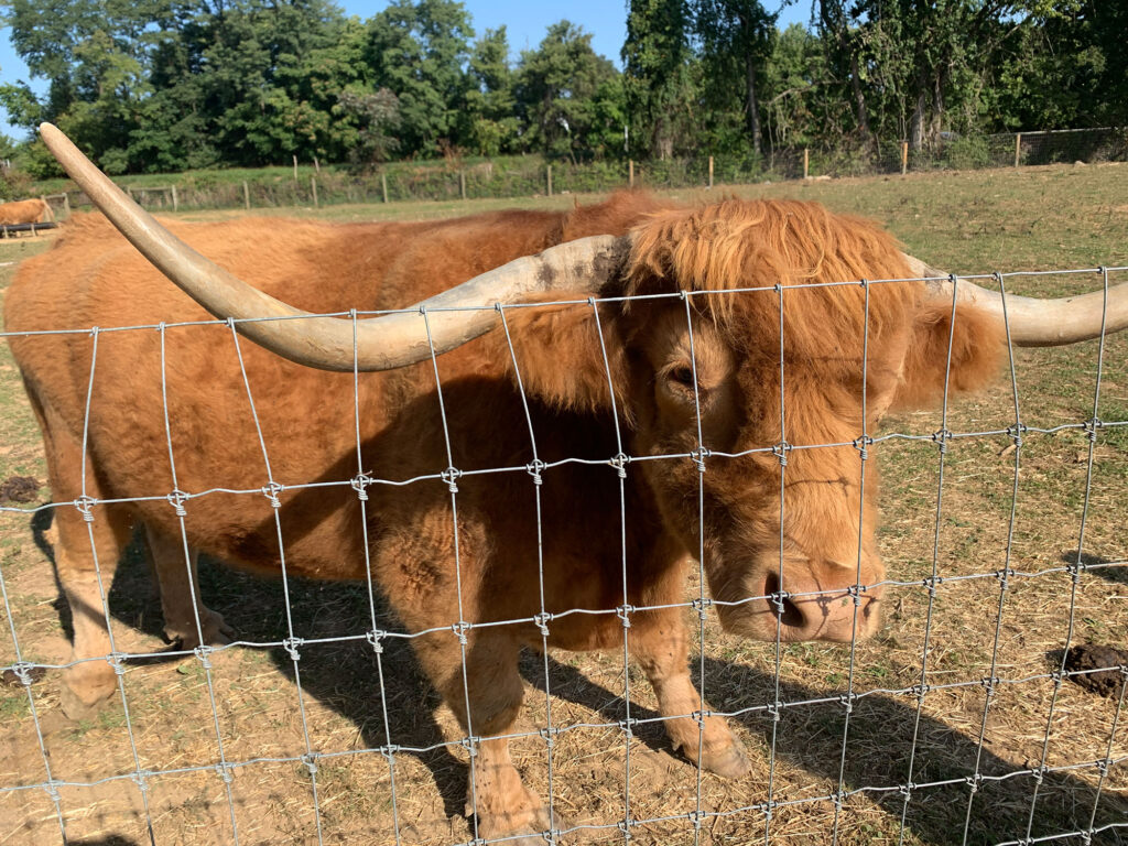 longhorn steer behind a fence at the Paulus Farm Market