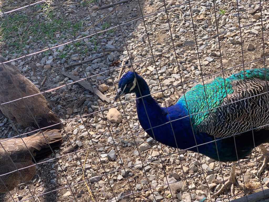 peacock sitting in an enclosure at Paulus Farm Market