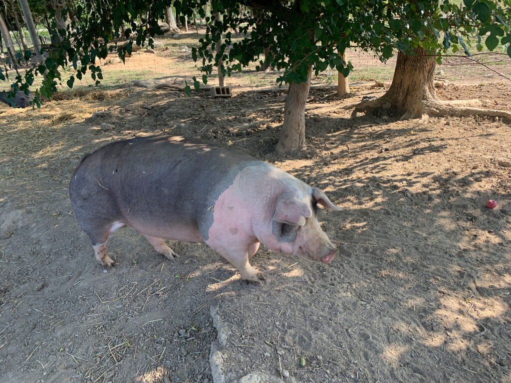 pig laying ont he ground at Paulus Farm Market