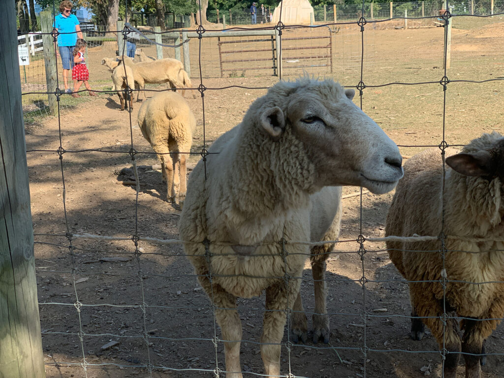 sheep poking its head through a fence at Paulus Farm Market