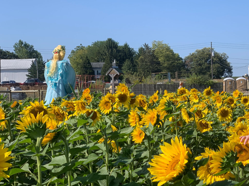 sunflower patch at Paulus Farm Market