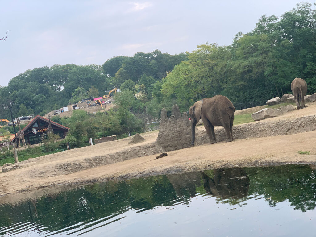 elephant standing by water at the Pittsburgh Zoo