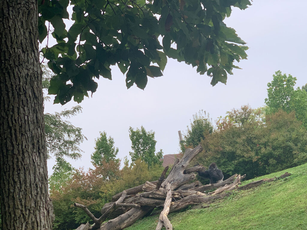 gorilla standing next to fallen tree branches at the Pittsburgh Zoo