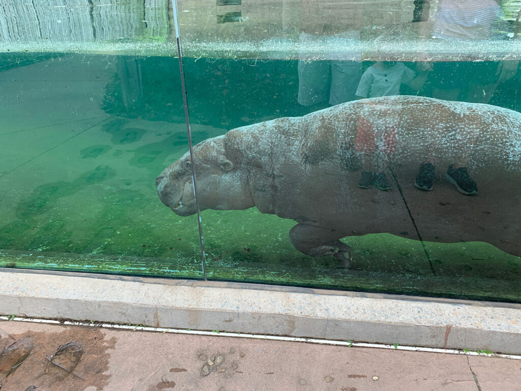 pygmy hippo swimming underwater at the Pittsburgh Zoo