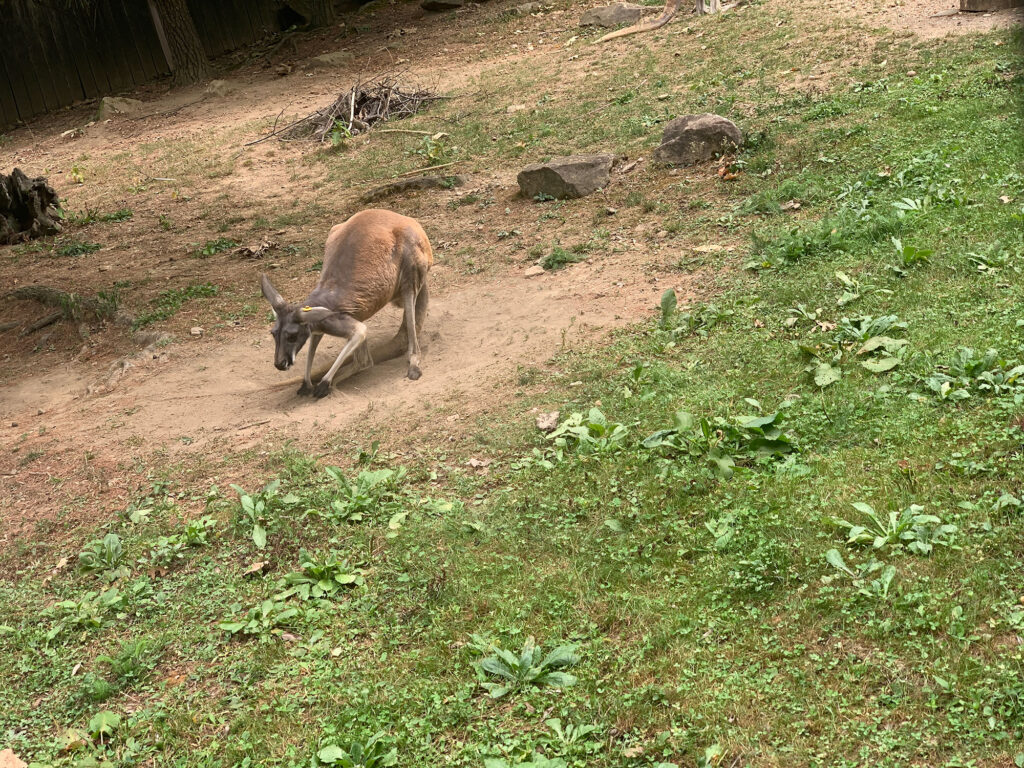 wallaby digging in the dirt at the Pittsburgh Zoo