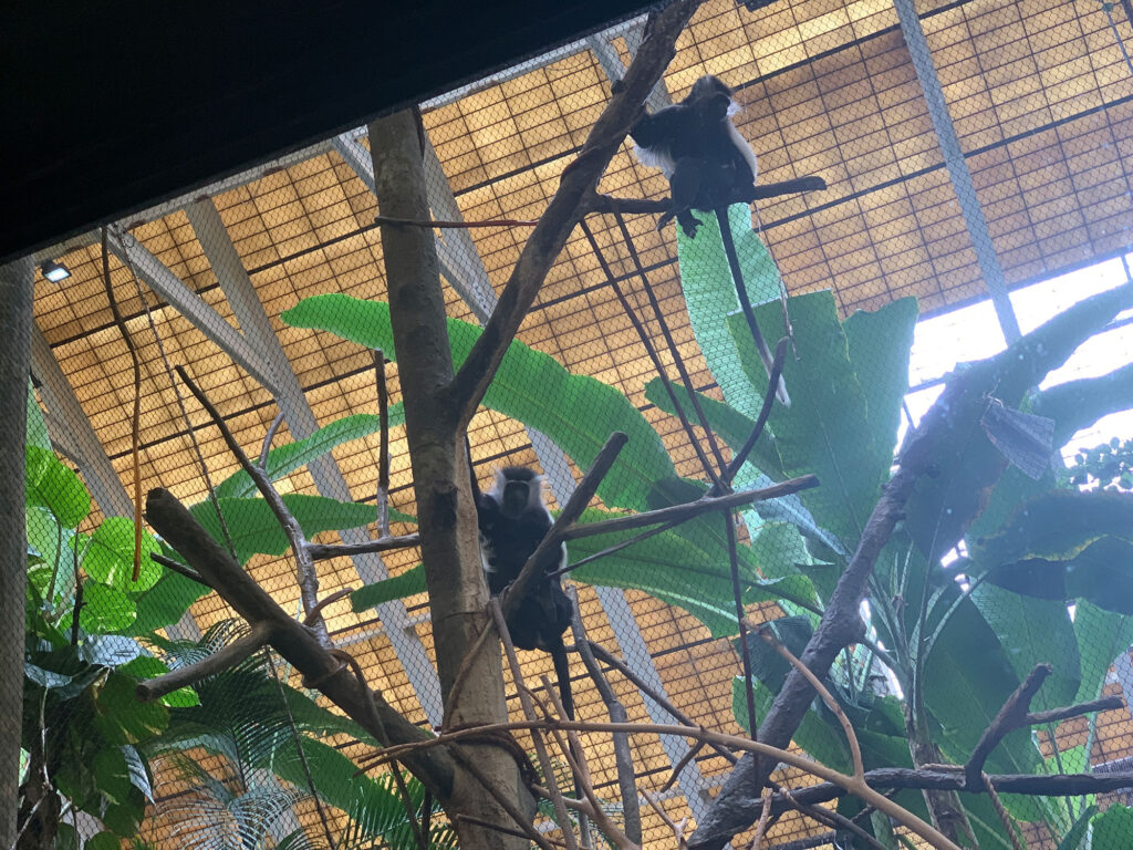 small monkeys climbing in a tree at the Pittsburgh Zoo