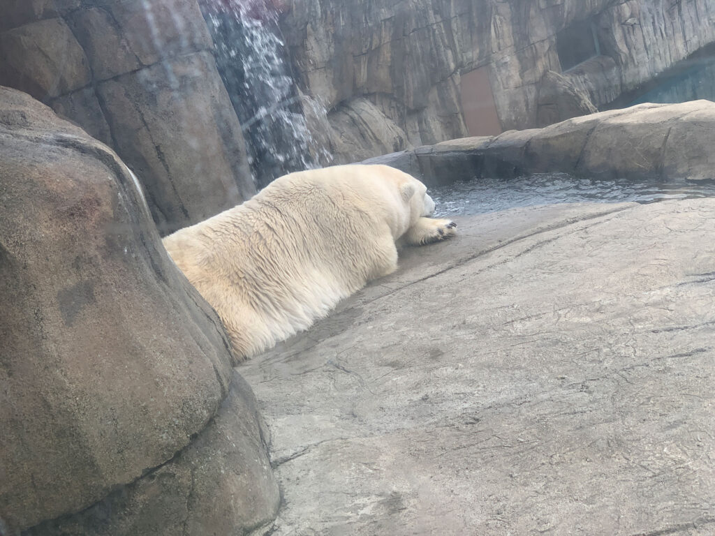 polar bear rests in a rocky enclosure at the Pittsburgh Zoo