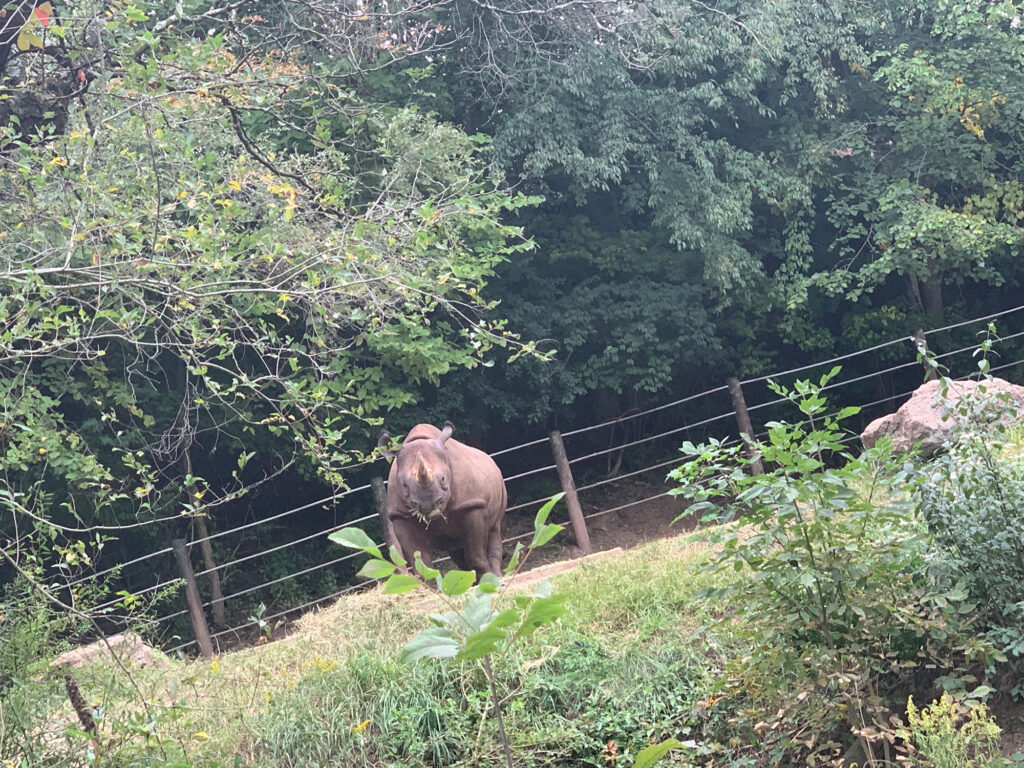 Rhino looking toward the camera from a distance at the Pittsburgh Zoo