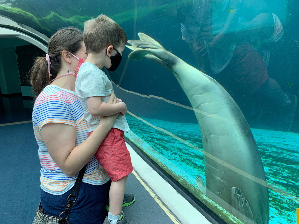 sea lion waving its tail at a visitor walking through an immersive tunnel at PPG Aquarium