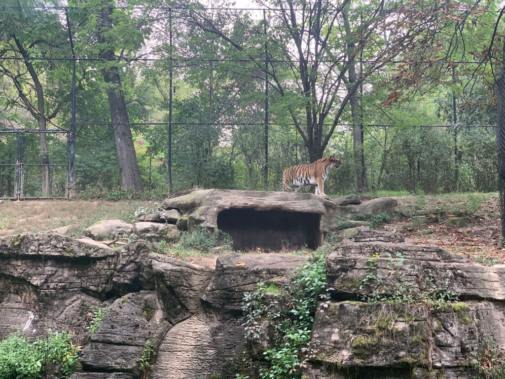 Tiger standing on a rock at the Pittsburgh Zoo