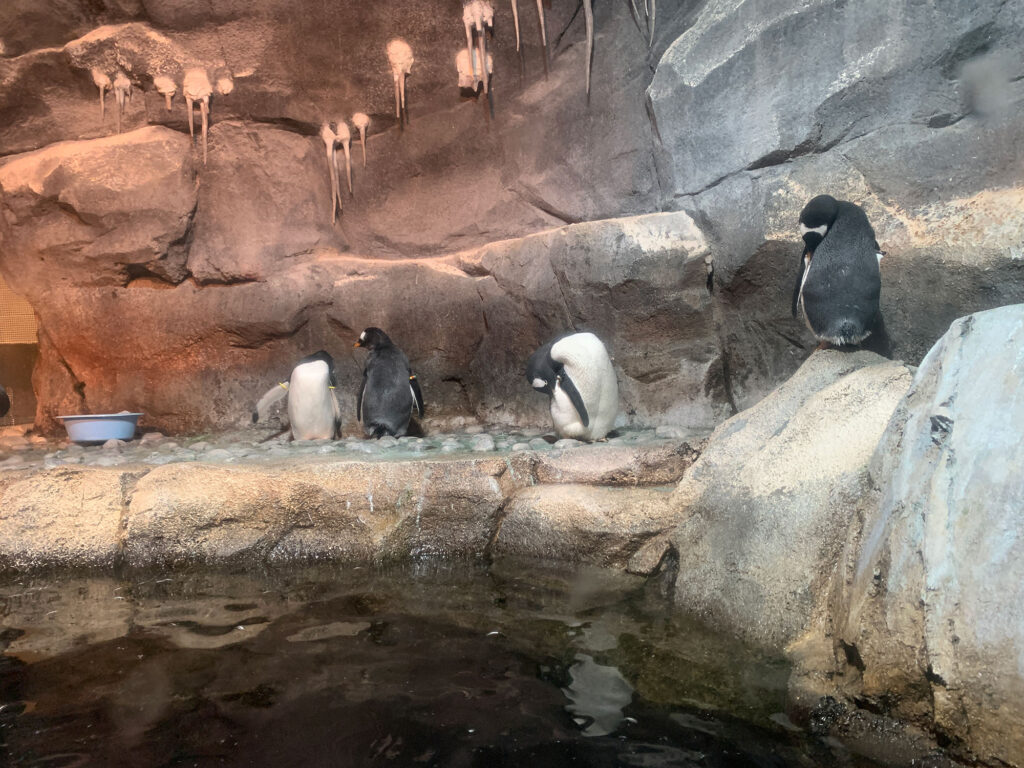 penguins next to rocks and water at the PPG Aquarium