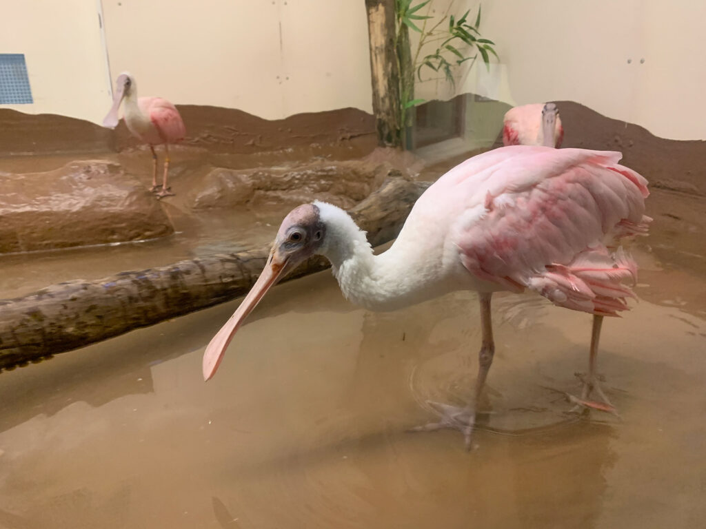 a rosette spoonbill, a bird resembling a flamingo, stands in water at Zoo America