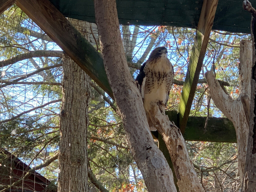 hawk sits in a tree at ZooAmerica in Hershey, PA