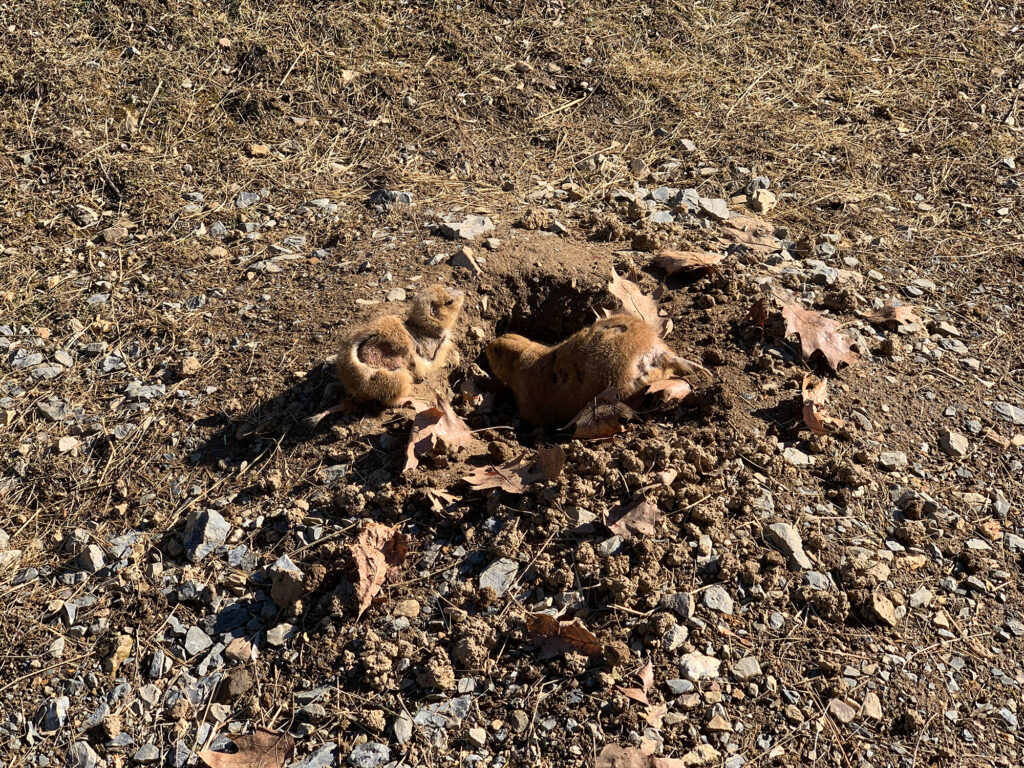 Prairie dogs with heads popping out of their burrows at ZooAmerica