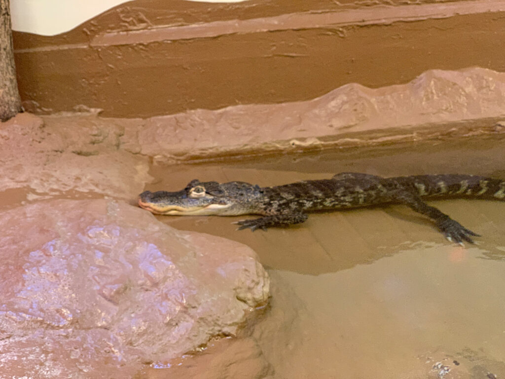 American alligator floating in water inside ZooAmerica in Hershey, PA