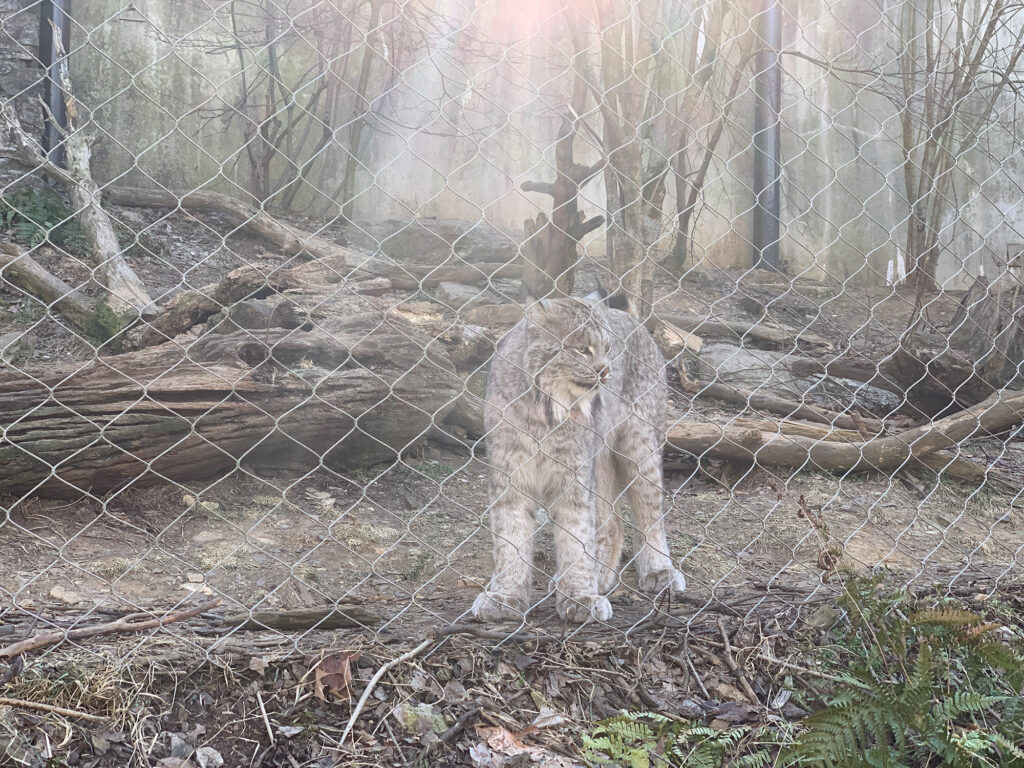 bobcat inside an enclosure at Zoo America