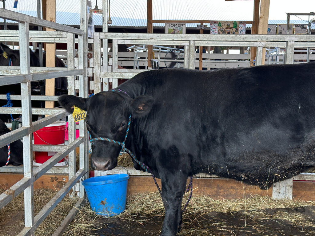 Black angus cow standing sideways but turning to look at the camera