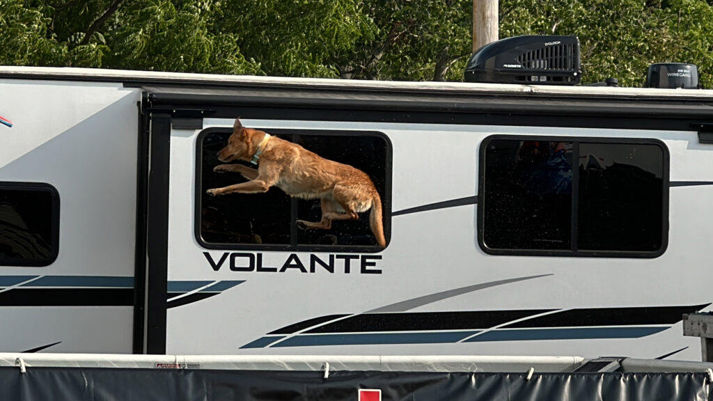 brown dog leaping through the air on a dock dive in front of a camper