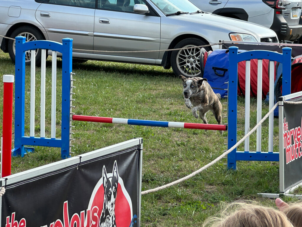 gray dog jumping over a red white and blue pole in an agility course