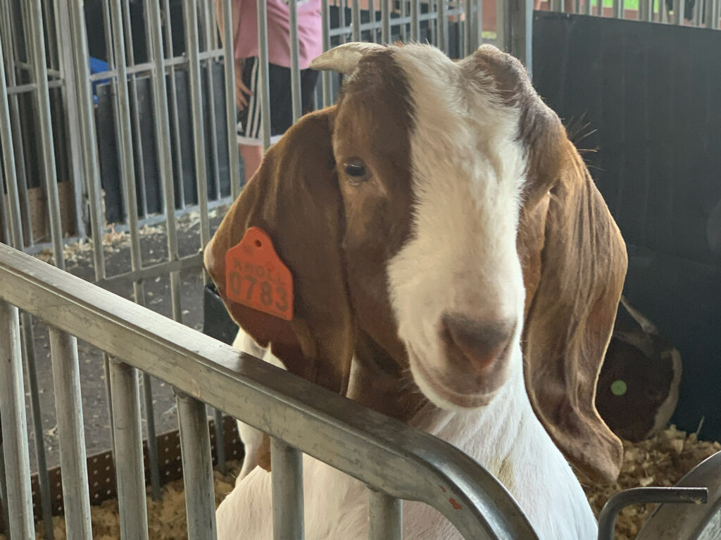 goat leans over a fence at the Berks County Fair