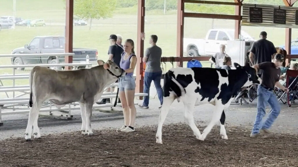 two youth showing cows at the Berks County Fair