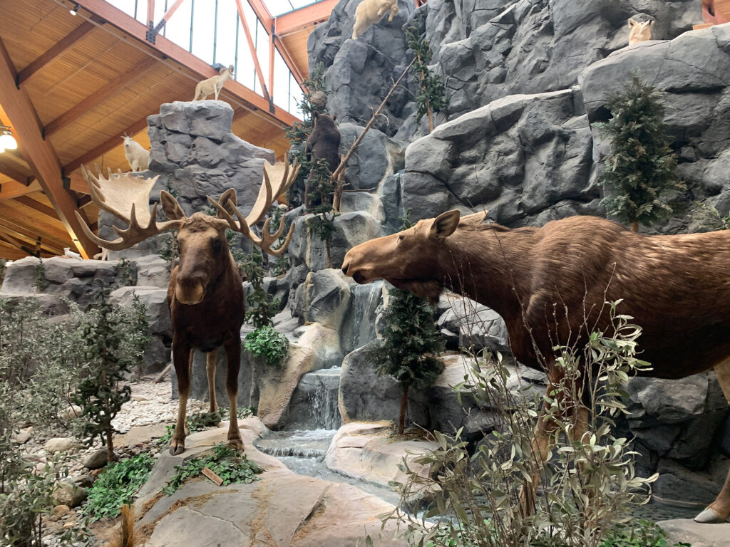 stuffed moose on display at Cabelas in Hamburg, PA