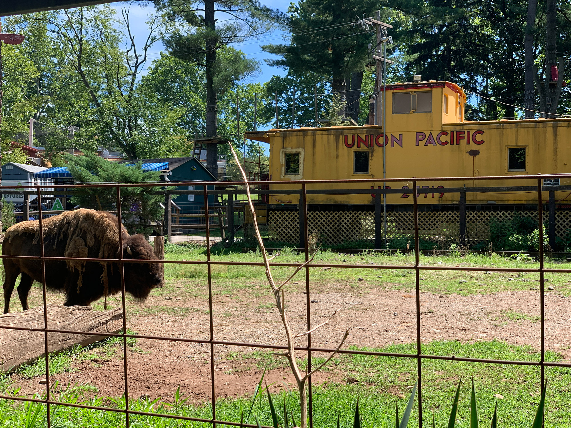 bison standing in front of a yellow caboose at Elmwood Park Zoo