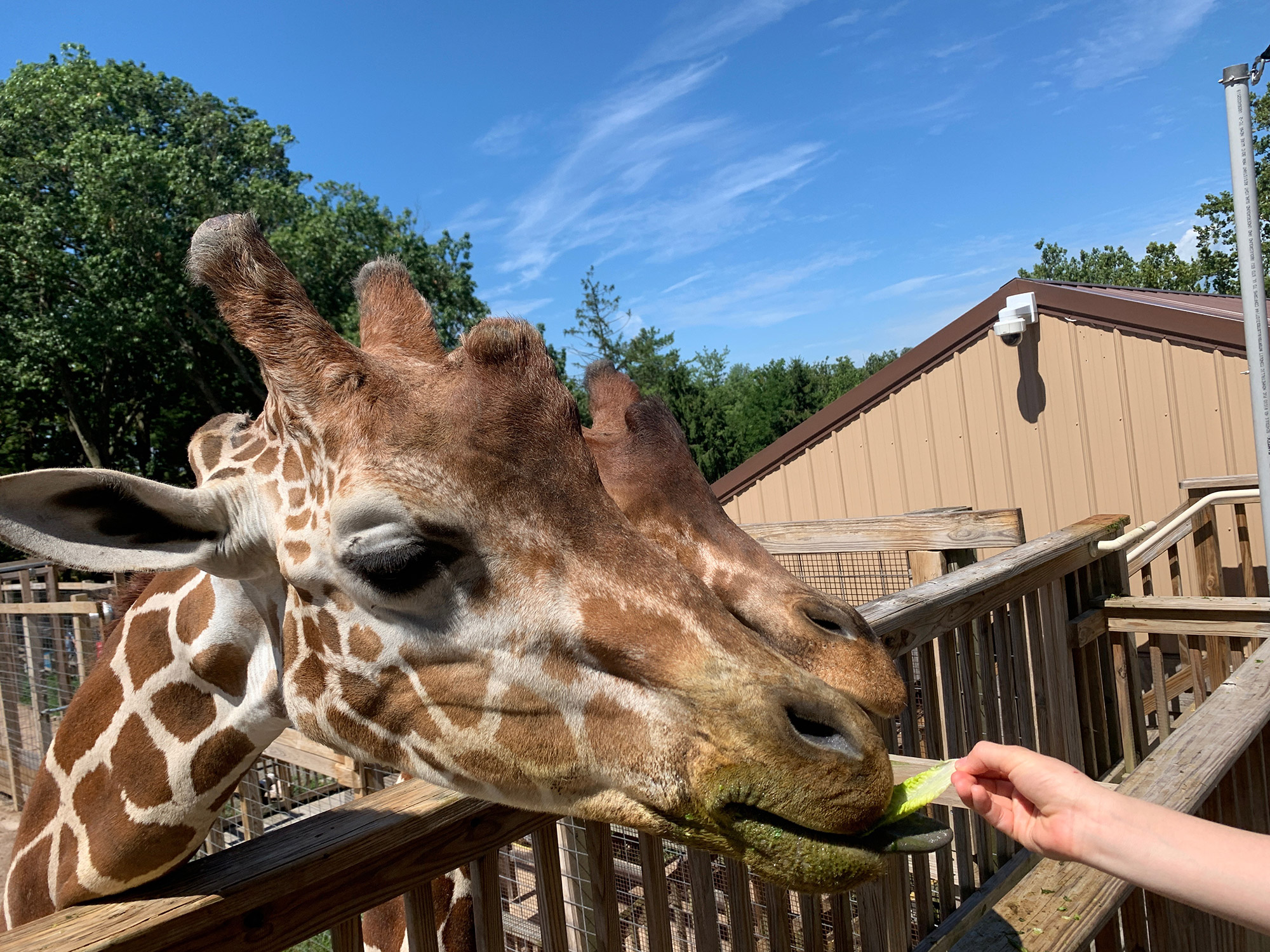 giraffe taking lettuce from a woman's hand at Elmwood Park Zoo