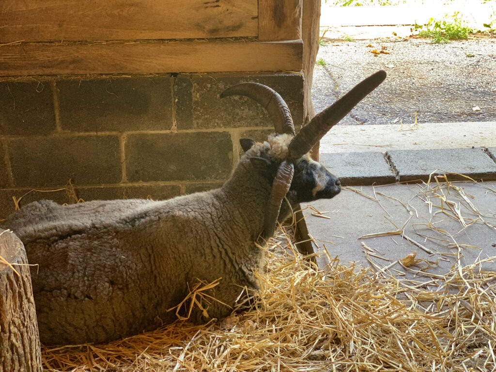 Jacob sheep with long, pointed horns sitting in a barn at the Elmwood Park Zoo