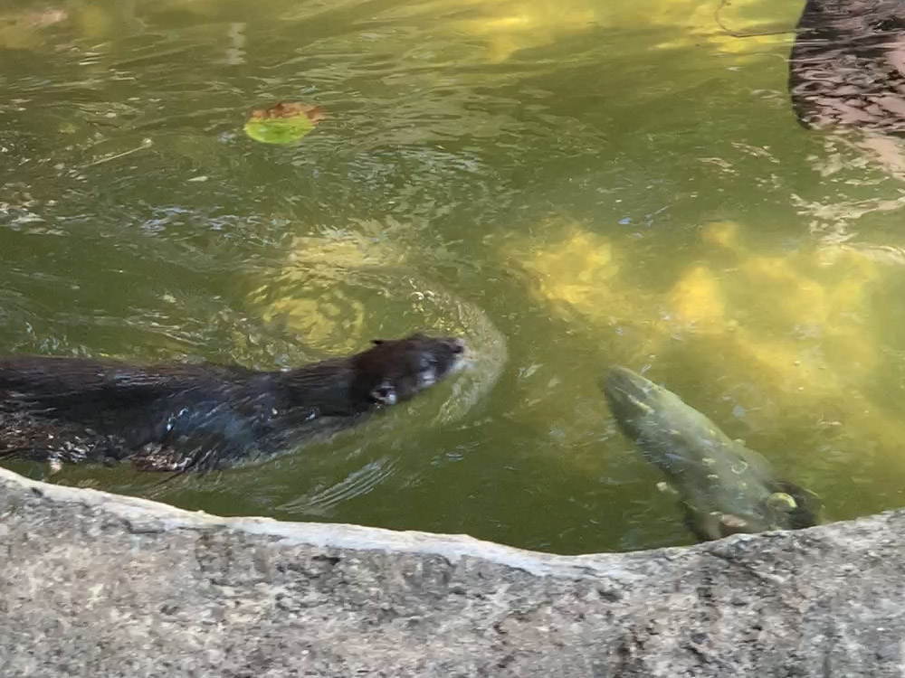 a pair of river otters play in the water at Elmwood Park Zoo