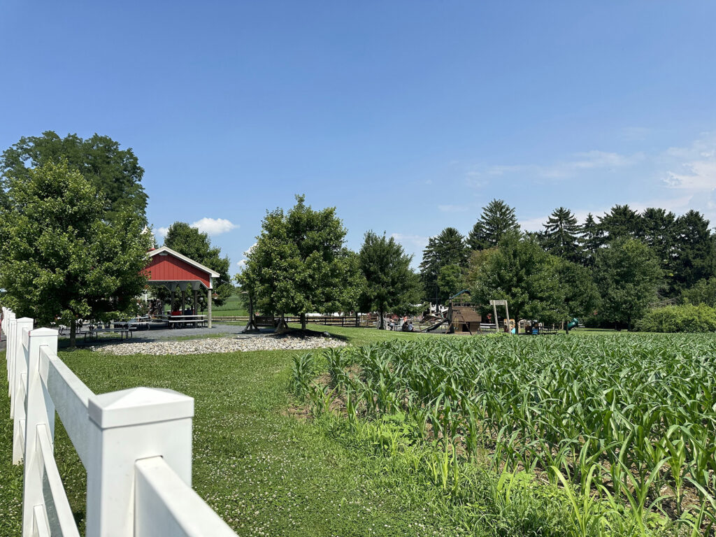 growing sunflower patch next to a white fence with a red barn in the background