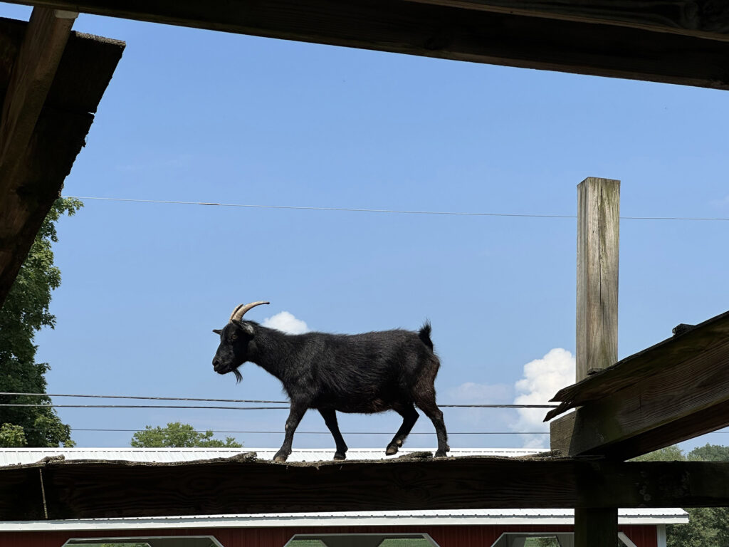 black goat walking on a high plank