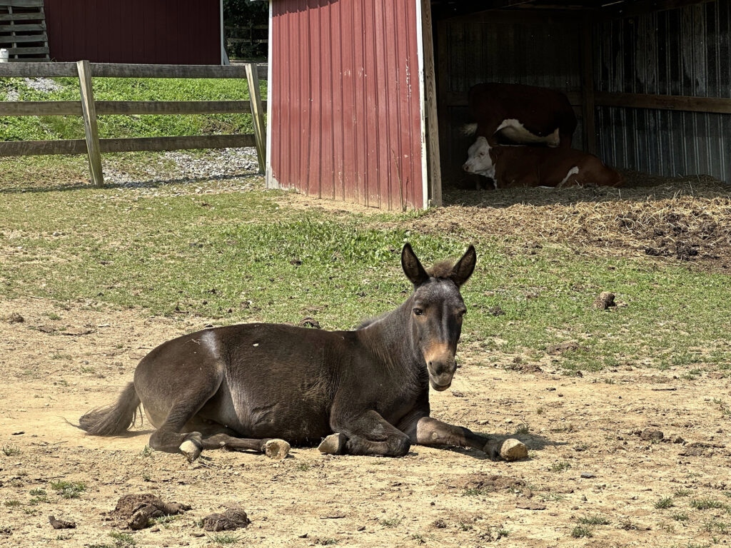 mini mule laying in a dry patch of ground