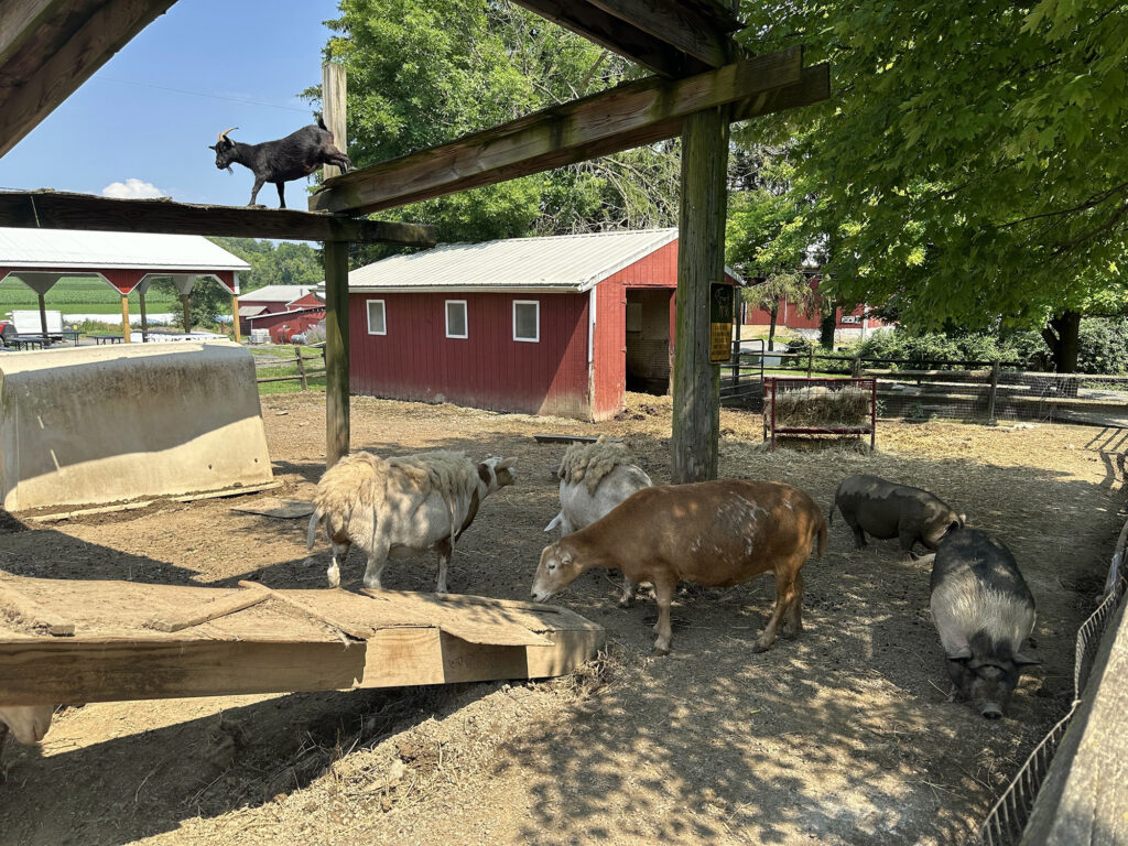 sheep and pigs in an enclosure at Klein Farm in Easton PA