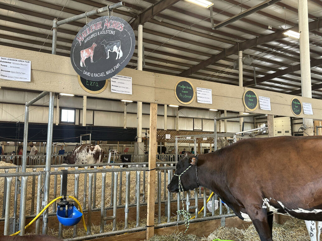 cow along a fence inside a large barn at the Lebanon Fair