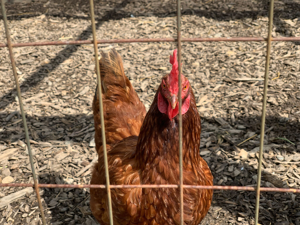 brown hen looking through a wire fence at Springton Manor Farm